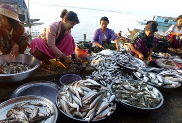 Myeik (D)