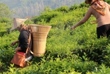 Día 11: Sukau – Masaje de pescados - El jardín de té Sabah (D, C)