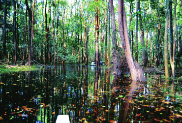 Día 6: Sukau - Bosque pantanoso Lago Oxbow - Cuevas Gomantong - Sukau (D)