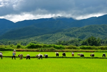 Luang Prabang - Experiencia del arroz - Cascadas de Kuang Si (D, A, C)