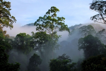 Día 5: Río Kinabatangan - Valle de Danum (D, A, C)