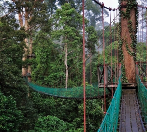 Una aventura salvaje en Borneo