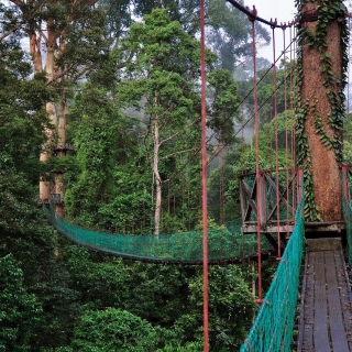 Una aventura salvaje en Borneo