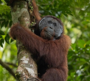 Una aventura en la jungla de Borneo