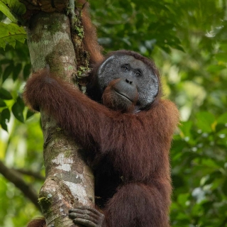 Una aventura en la jungla de Borneo