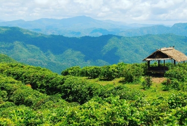 Phongsaly- Plantación de té de 400 años de antigüedad - Muang Khua (D)