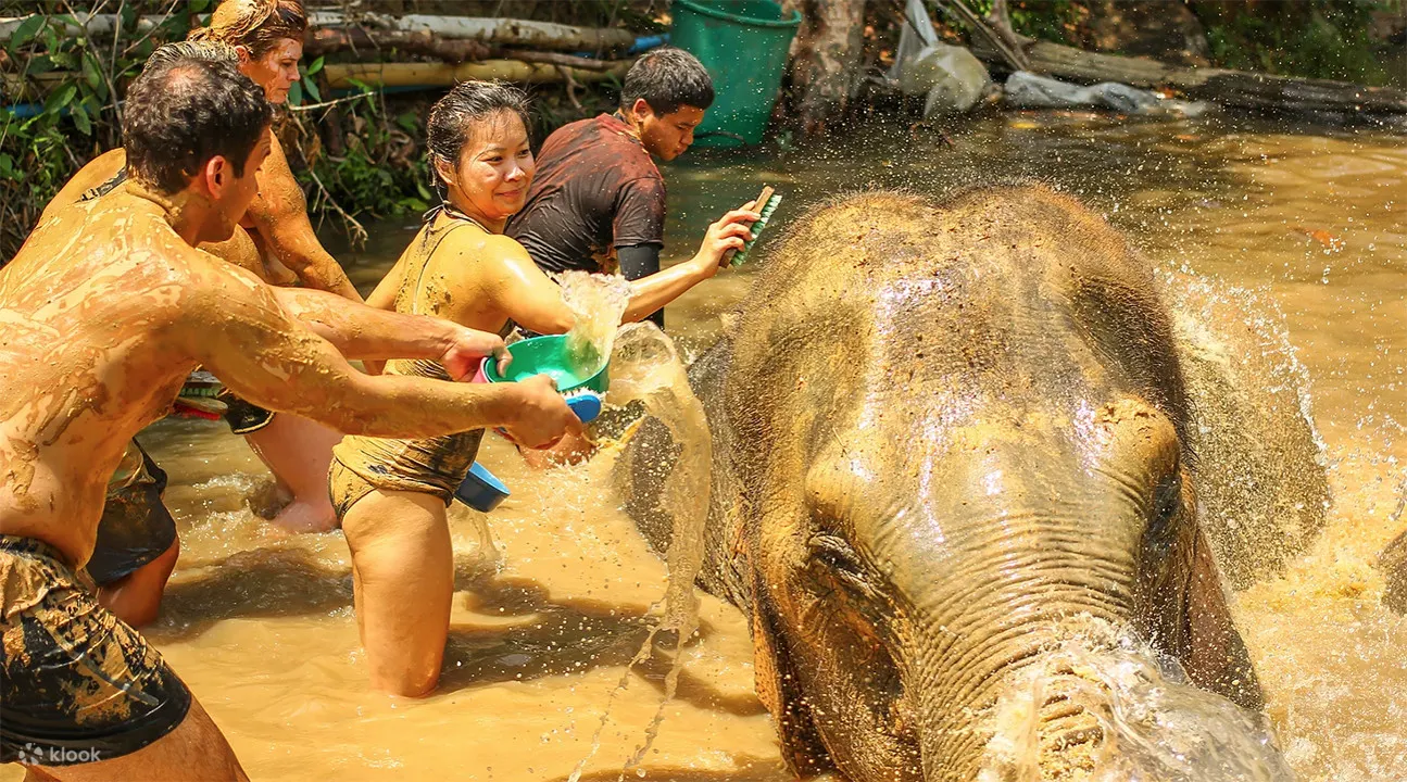 Chiang Mai - Santuario de la Selva de Elefantes (D, A)