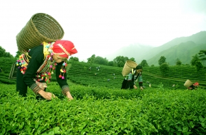 Lai Chau